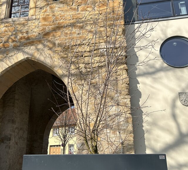 Einer der bepflanzten Kübel der Wanderbaumallee vor dem Erfurter Tor. Ein Baum jetzt im Frühjahr noch ohne Grün steht in einem großen viereckigen grauen Pflanzkübel. Dahinter das historische Erfurter Tor mit Tordurchgang sowie einem modernen seitlichen Anbau.