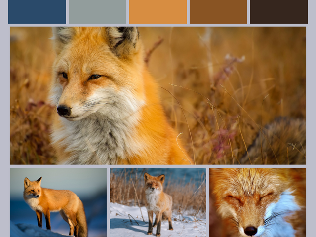 Füchse in der Natur. Mehrere verschiedene Fotos von Füchsen, die jeweils ein Tier in unterschiedlichen Situationen zeigen, sind zu einem Foto zusammengefügt.