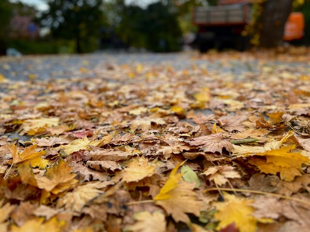 Laubentsorgung in Sömmerda Nahaufnahme von buntem Herbstlaub auf einer Straße in Sömmerda, im Hintergrund unscharf Bäume und Fahrzeuge.