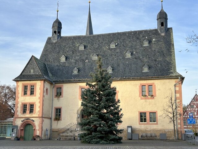 Das Rathaus ziert eine Blaufichte. Die Blaufichte steht groß und schlank gewachsen vor dem Rathaus in Sömmerda. Ein großer Teil des historischen Gebäudes ist hinter dem Baum zu sehen. Einige Tauben fliegen am blassblauen Himmel.