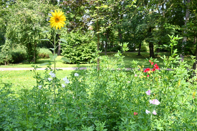 Ein Ausschnitt der Blühwiese mit farbintensiven und hoch wachsenden blühenden Pflanzen wie etwa Sonnenblumen. Dahinter befindet sich der Park mit Grünflächen und Bäumen.